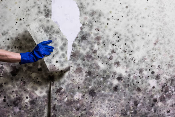 Best Post-Flood Mold Remediation in Lyons, CO